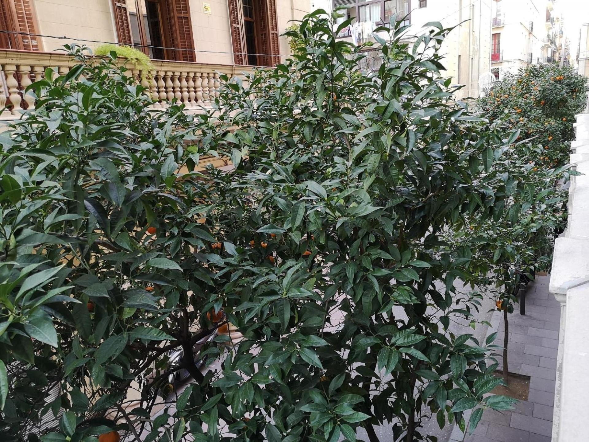 Fuer 3 Personen Ca 40 Qm In Barcelona-gracia, Costa Brava Costa Del Maresme * Barcellona